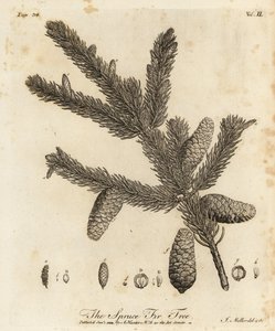 Gemeine Fichte, Picea abies