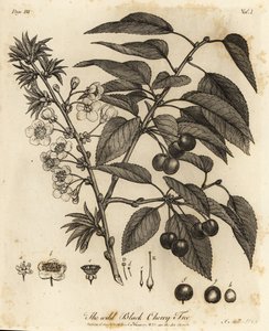 Sauerkirsche, Prunus cerasus von Johann Sebastien Muller