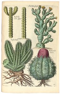Kakteen, 1641 von Johann Theodor de Bry