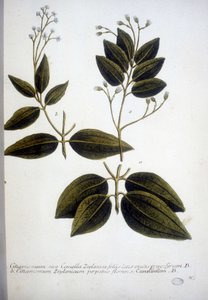 Cinnamomum Zeylanicum (Ceylon-Zimt) - Gravur aus dem Herbarium von J.W. Weinmann, 1737.
