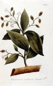 Zimt - im Herbarium von J. W. Weinmann