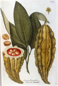 Kakao - im Herbarium von J. W. Weinmann von Johann Wilhelm Weinman