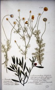 Mehrere Arten von Chamaemelum (Kamille) - in „Herbarium von J.W. Weinmann“ 1737 von Johann Wilhelm Weinman