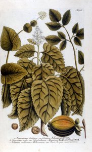 Smyrnium Cretium perfoliatum - Maceron de Crete oder Maceron perfolia. Tafel aus dem Herbarium von J. W. Weinmann.