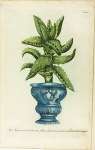 Afrikanische Aloe, Tafel 47 aus Phtanthoza Iconographia von Johann Wilhelm Weinmann