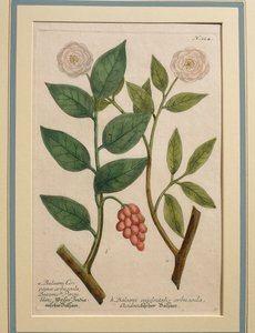 Balsami occidentalis arbuscula, kolorierte Gravur