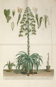 Gravierte und Mezzotint-Platte von Aloe Americana folio Mucronato