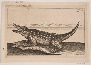 Ein Krokodil
