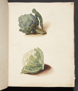 Studie einer Artischocke und eines Blumenkohlkopfes