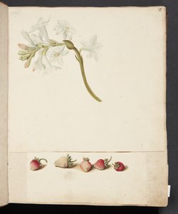 Studie einer Blume und Erdbeere von Johanna Fosie