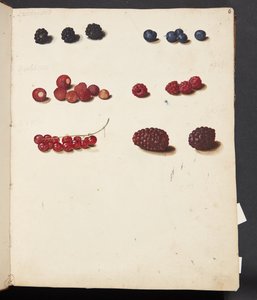 Studie von verschiedenen Beeren von Johanna Fosie