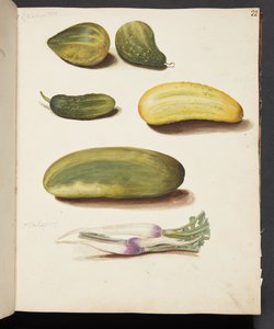 Studie von Gemüse