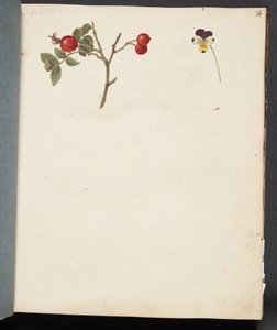 Studie von Hagebutten und Stiefmütterchen von Johanna Fosie