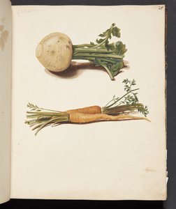 Studie von Rüben und Karotten