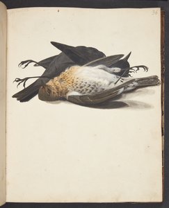 Studie von zwei toten Amseln, Männchen und Weibchen, liegend von Johanna Fosie
