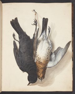 Studie von zwei toten Amseln, Männchen und Weibchen, an einer Schnur aufgehängt von Johanna Fosie