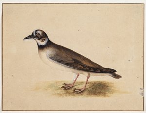 Vogel