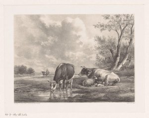 Zwei Kühe und ein Schaf am Wasser