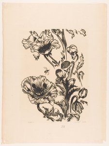 Studie Papaver von Johannes Frederik Engelbert ten Klooster (signed by artist)