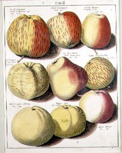 Äpfel von Seligman
