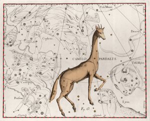 Die Konstellation der Giraffe, Tafel aus „Firmamentum Sobiescanum sive Uranographia“ von Johannes Hevelius von Johannes Hevelius