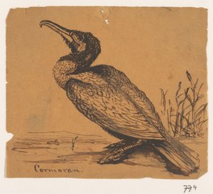 Kormoran von Johannes Tavenraat