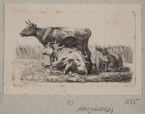 Drei Kühe von Johannes Wilhelm Zillen