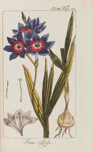 Auswahl schöner und seltener Gewächse von Johannes Zorn