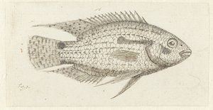 Tropischer Fisch Chromis epse von Johannes le Francq van Berkhey