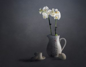 Elegantes Orchideen-Stillleben