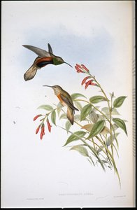 Adelas Bergstern (Oreotrochilus Adela)