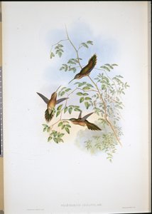 Adolphs Einsiedler (Phaethornis Adolphi)