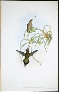 Verwandter Hermelin