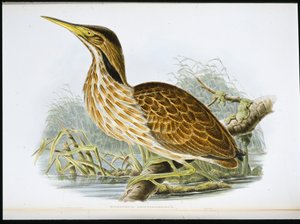 Amerikanischer Rohrdommel (Botaurus Lentiginosus) von John (after) Gould