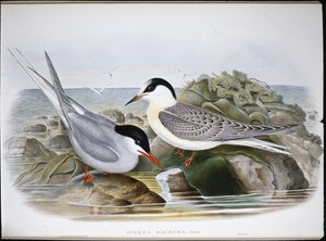 Küstenseeschwalbe (Sterna Macrura)