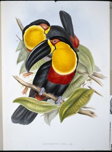 Ariel-Tukan