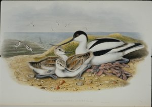 Säbelschnäbler (Recurvirostra Avosetta) von John (after) Gould
