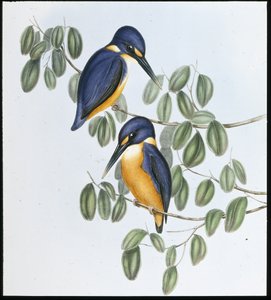 Azurblauer Eisvogel (Alcyone Azurea)