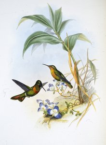 Gebänderter Rubin