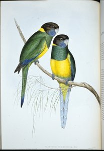 Bauersittich