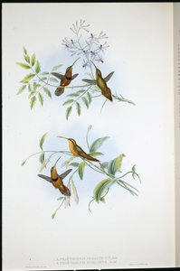 Gürtel-Einsiedler (Phaethornis Nigrocinctus) und Bischofseinsiedler (Phaethornis Episcopus)