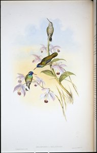 Schwarzohrenkolibri