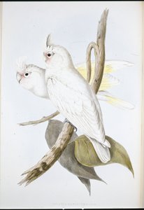 Blutbefleckter Kakadu von John (after) Gould
