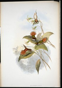 Blaukopf-Saphir (Eucephala Grayi) von John (after) Gould