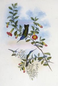 Blaukehliger Azurkrone (Cyanomyia Cyanocollis)