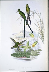 Blaugeschwänzter Sylphe (Cynanthus Cyanurus) von John (after) Gould