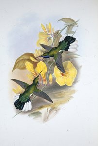 Blaukehl-Säbelflügel (Campylopterus Ensipennis) von John (after) Gould