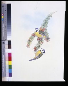 Blaumeise (Parus Caeruleus)