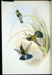 Bolivianischer Veilchenohr von John (after) Gould