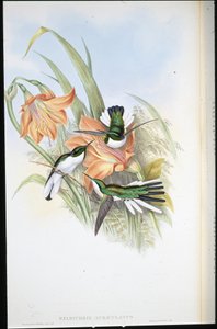 Brasilianische Fee (Heliothrix Auriculatus) von John (after) Gould